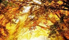 给我一缕阳光_750字