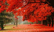 [7月渴望]叶落——别离_1500字