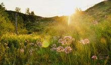 缕缕阳光如希望_350字