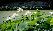 烟雨销锦愿夜遥_400字