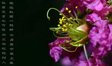 花开的声音_200字