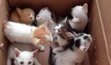 一件与众不同的事_600字