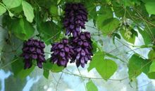 禾雀花保卫战_1500字