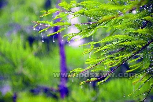 夏季雨量_450字