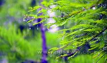 初夏的雨点_450字