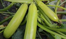 想飞的种子_150字