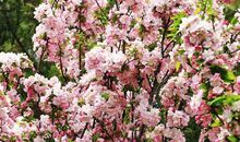 花开美极几何，花落悲寂几刹_3000字