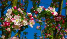 路过花开路过你_300字