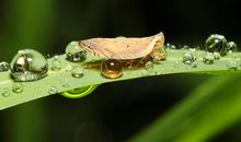 一颗水珠·一个世界_450字