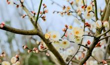 倾世绝恋，纤指奏江南_2000字