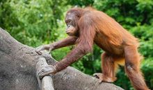 树干上的攀登_750字