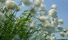 带着梦，一起飞_1000字