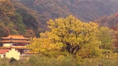 Sea Si  - 我的中国梦_1200字