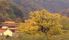 海之思—我的中国梦_1200字