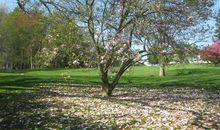 一棵树的低语_1500字