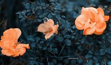 总有柳暗花明时_900字