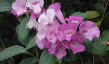 发光的并不都是宝石_800字