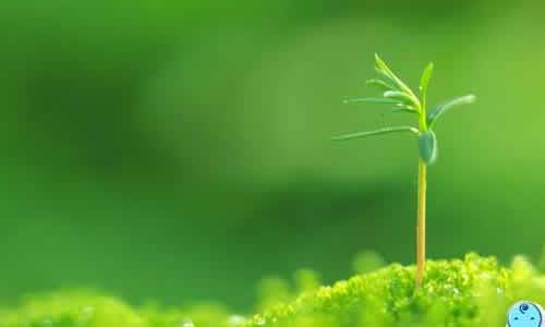 增长努力_1000字