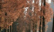 难忘的回忆，去武汉大学_650字