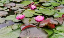 今世缘，来世伤_2000字