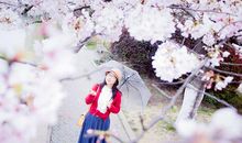 回忆那年樱花雨_900字