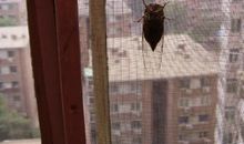 画一扇窗给自己_650字