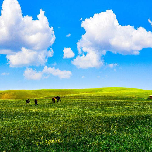 草原旅行_1000字