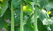 一勺丝瓜情_750字