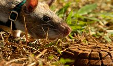 第一次捉老鼠_700字