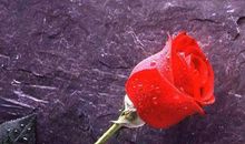 带泪的红玫瑰_600字