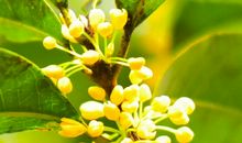 又是一年桂花开，你却不在_750字