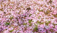 在那花瓣飘落的瞬间_500字