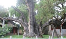 面对古树，我流泪了_750字