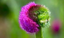 花儿，你究竟为谁开_250字