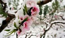 最美不过雪落时_750字