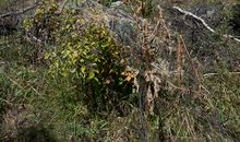 相信家乡会更美_900字