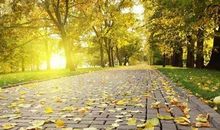 最美的落叶_800字