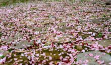 梦里追寻那幸福_1200字