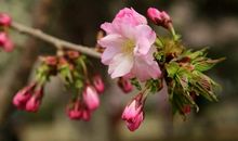 找寻那一抹馨香_650字