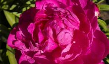 爷爷一生的遗憾_1000字