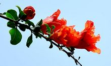 花，火，红_700字