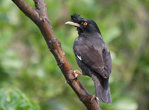 将,白色的fem _800字