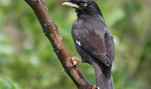 再会，白羽鸟_800字