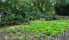 那方小院·那片菜园_1200字