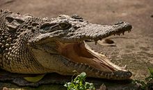 飙车鳄鱼池_600字