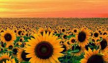 我发现了心灵的美_1200字