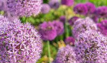 短暂绽放的“花”_600字