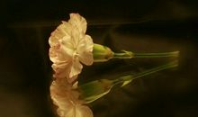 关于母亲节作文：五月的康乃馨_1200字