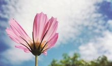 那个人生如夏花_700字