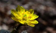 绽放坚强之花_900字